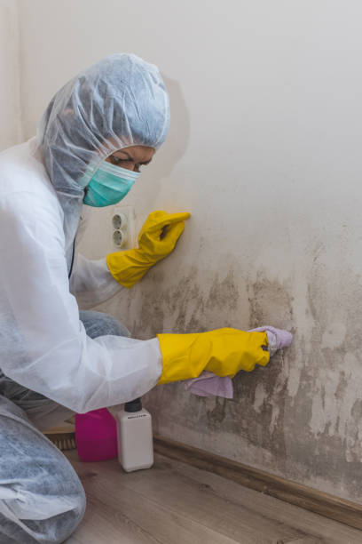 Trusted Veazie, ME Mold Removal Experts